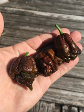 Load image into Gallery viewer, 7 Pot Chocolate (Pepper Seeds)