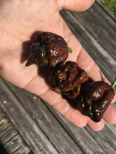 Load image into Gallery viewer, 7 Pot Chocolate (Pepper Seeds)