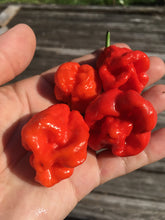 Load image into Gallery viewer, 7 Pot Jonah (Pepper Seeds)