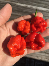 Load image into Gallery viewer, 7 Pot Jonah (Pepper Seeds)