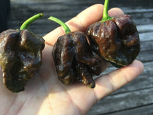 Load image into Gallery viewer, 7 Pot Chocolate (Pepper Seeds)