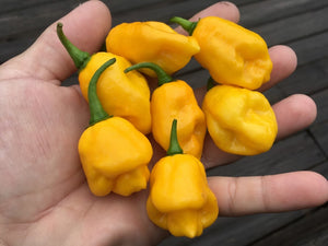 7 Pot S.R. Yellow (Pepper Seeds)