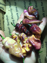 Load image into Gallery viewer, PJ Peach’z & Cream’z Mix (Pepper Seeds)
