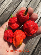 Load image into Gallery viewer, Apocalypse Bubblegum (Pepper Seeds)