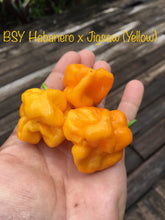 Load image into Gallery viewer, Big Sun Yellow  Habanero X Jigsaw (Yellow)(Pepper Seeds)