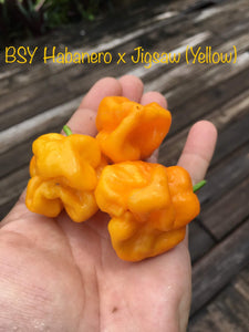 Big Sun Yellow  Habanero X Jigsaw (Yellow)(Pepper Seeds)