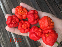 Load image into Gallery viewer, SuperHot Collection (Pepper Seeds)