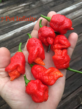 Load image into Gallery viewer, SuperHot Collection (Pepper Seeds)