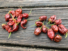 Load image into Gallery viewer, 7 Pot Bubblegum Chocolate (Pepper Seeds)