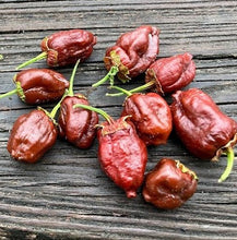 Load image into Gallery viewer, 7 Pot BubbleGum Large Chocolate  (Pepper Seeds)