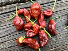 Load image into Gallery viewer, 7 Pot Bubblegum Chocolate (Pepper Seeds)