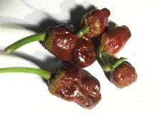 Load image into Gallery viewer, 7 Pot Bubblegum Chocolate (Pepper Seeds)