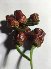 Load image into Gallery viewer, 7 Pot Bubblegum Chocolate (Pepper Seeds)