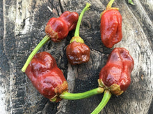 Load image into Gallery viewer, 7 Pot Bubblegum Chocolate (Pepper Seeds)