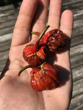 Load image into Gallery viewer, 7 Pot Bubblegum Caramel (Pepper Seeds)