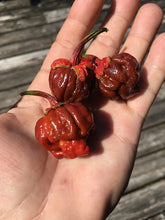 Load image into Gallery viewer, 7 Pot Bubblegum Caramel (Pepper Seeds)