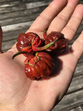 Load image into Gallery viewer, 7 Pot Bubblegum Caramel (Pepper Seeds)