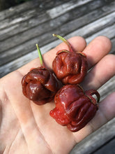 Load image into Gallery viewer, 7 Pot Bubblegum Caramel (Pepper Seeds)