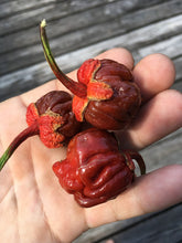Load image into Gallery viewer, 7 Pot Bubblegum Caramel (Pepper Seeds)