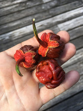 Load image into Gallery viewer, 7 Pot Bubblegum Caramel (Pepper Seeds)