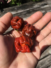 Load image into Gallery viewer, 7 Pot Bubblegum Caramel (Pepper Seeds)