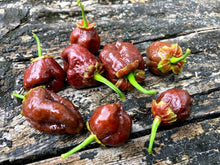 Load image into Gallery viewer, 7 Pot BubbleGum Large Chocolate  (Pepper Seeds)