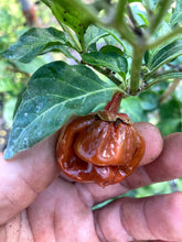 Load image into Gallery viewer, 7 Pot Bubblegum Caramel (Pepper Seeds)