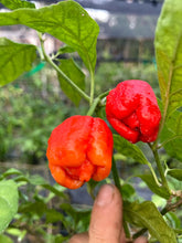 Load image into Gallery viewer, Bubblegum Moruga (Pepper Seeds)