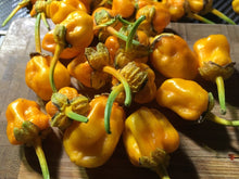 Load image into Gallery viewer, 7 Pot Bubblegum Orange (Pepper Seeds)