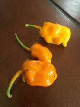 Load image into Gallery viewer, 7 Pot Bubblegum Orange (Pepper Seeds)