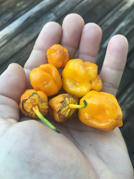 7 Pot Bubblegum Orange Pumpkin (Pepper Seeds) – Towns-End Chili