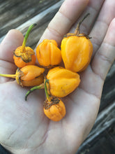 Load image into Gallery viewer, 7 Pot Bubblegum Orange Pumpkin (Pepper Seeds)