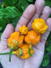Load image into Gallery viewer, 7 Pot Bubblegum Orange Pumpkin (Pepper Seeds)