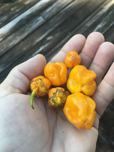 Load image into Gallery viewer, 7 Pot Bubblegum Orange Pumpkin (Pepper Seeds)