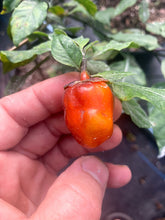 Load image into Gallery viewer, Bubblegum Purple Ghostscorpion Red (Pepper Seeds)