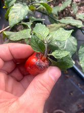 Load image into Gallery viewer, Bubblegum Purple Ghostscorpion Red (Pepper Seeds)