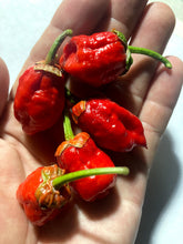 Load image into Gallery viewer, 7 Pot Bubblegum Red (Pepper Seeds)