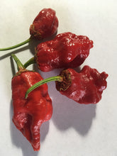 Load image into Gallery viewer, 7 Pot Bubblegum Red (Pepper Seeds)