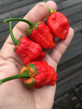 Load image into Gallery viewer, 7 Pot Bubblegum Red (Pepper Seeds)