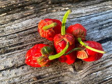 Load image into Gallery viewer, 7 Pot Bubblegum Red (Pepper Seeds)
