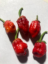 Load image into Gallery viewer, 7 Pot Bubblegum Red (Pepper Seeds)