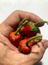 Load image into Gallery viewer, 7 Pot Bubblegum Red (Pepper Seeds)