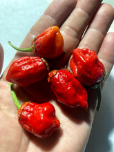 Load image into Gallery viewer, 7 Pot Bubblegum Red (Pepper Seeds)