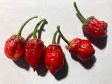 Load image into Gallery viewer, 7 Pot Bubblegum Red (Pepper Seeds)