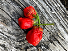 Load image into Gallery viewer, 7 Pot Bubblegum Red (Pepper Seeds)