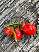 Load image into Gallery viewer, 7 Pot Bubblegum Red (Pepper Seeds)