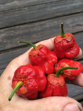 Load image into Gallery viewer, 7 Pot Bubblegum Large Red (Pepper Seeds)
