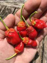 Load image into Gallery viewer, 7 Pot Bubblegum Smooth Red (Pepper Seeds)