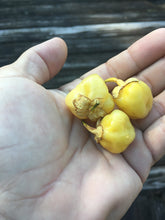 Load image into Gallery viewer, 7 Pot Bubblegum Yellow/Cream (Pepper Seeds)