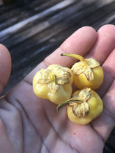 Load image into Gallery viewer, 7 Pot Bubblegum Yellow/Cream (Pepper Seeds)